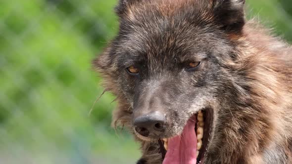 The Old Black Wolf Yawns and Wants to Sleep