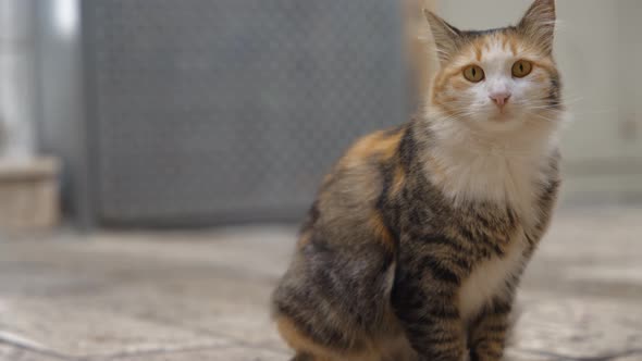 Street cat with golden eyes