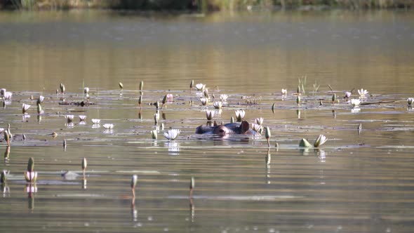 Hippo in a lake with lotus flowers