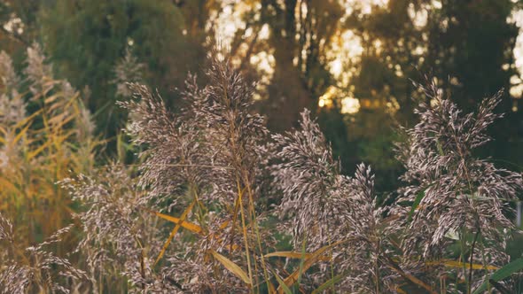 Dry Reeds in Morning Sunlight in a Park