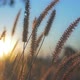 Grass And Sun - VideoHive Item for Sale