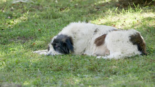 A scruffy old carpathian micritic sheep dog lies on the grass, Romania