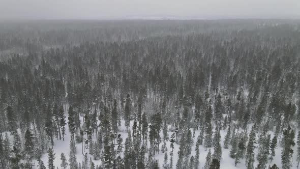 Snowy Forest in Heavy Snowfall Aerial View Top with Winter Panoramic Landscape