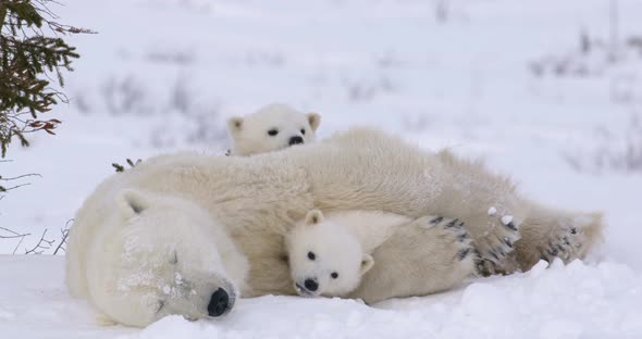 Medium shot of Polar Bear sow sleeping as her two cubs stir. One cub rests in her arms and the other