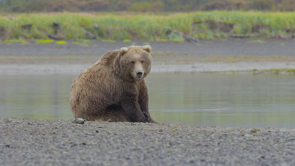 Grizzly Bear Sitting Beside Stream