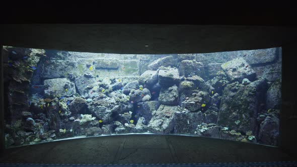 Large Fish Tank with Tropical Fish in the Aquarium