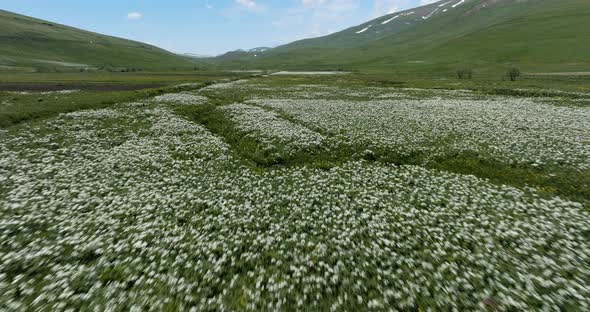 Fast Fly Over White Flower Fields At Ktsia-Tabatskuri Managed Reserve Park In Georgia. Aerial Drone