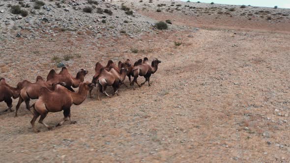 Bactrian Camel in the Gobi Desert Mongolia