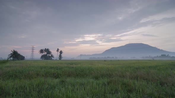 Timelapse fog scenic view of rice paddy field