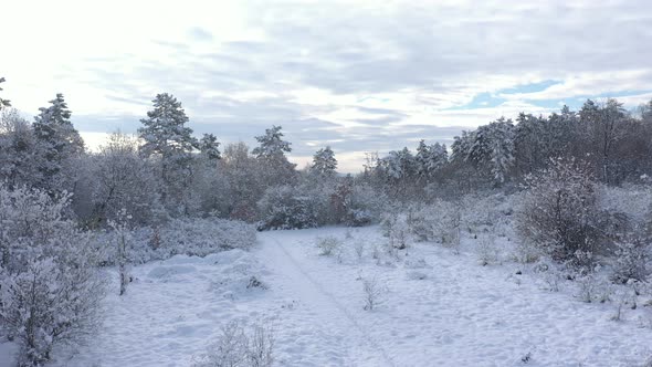 Early morning by winter with tree  branches under snow 4K drone video