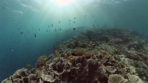 Coral Reef and Tropical Fish