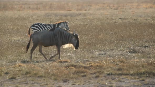 Wildebeest And Zebra Walk Together Across Field