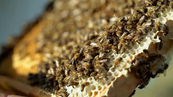 Bees Convert Nnectar Into Honey