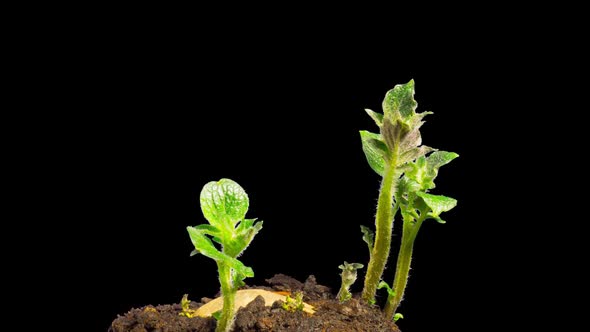 Potatoes are growing, time lapse with alpha channel