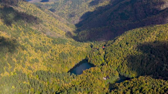 Forest Autumn