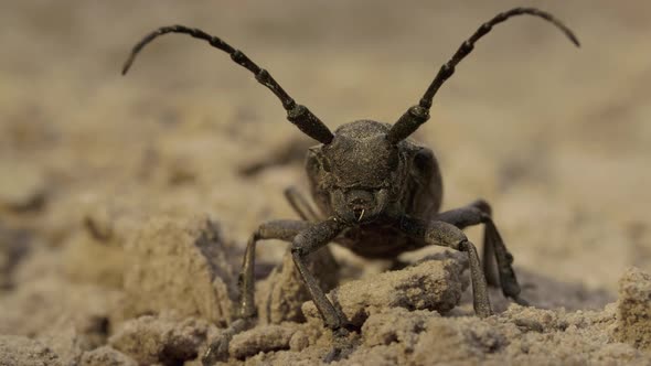 Weaver Beetle Lamia Textor with Long Horn Macro Summer Daylight