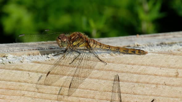 Close Up of Common Darter Dragonfly  Sympetrum Striolatum  in County Donegal  Ireland