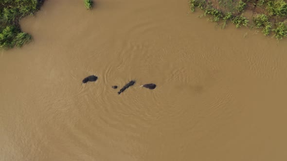 Aerial View of Hippos swimming in the river, Balule Reserve, South Africa.