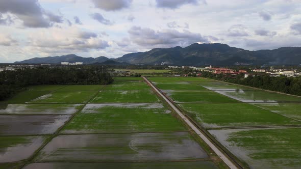 Aerial view green paddy field farm