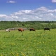 Small herd of cows grazing in green meadow - VideoHive Item for Sale