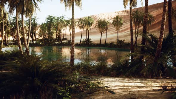 Oasis in Hot Sahara Desert