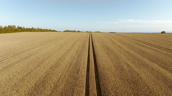 Drone Flight Above Wheat Field Combine Tracks of the Harvester Horizontal Move Agriculture