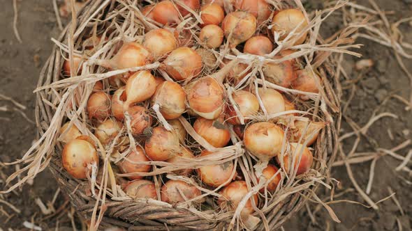 Onions Are Loaded Into a Wicker Basket