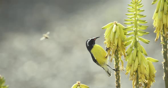 The bananaquit also known as sugar thief drinks nectar on aloe vera - a slow-motion shot