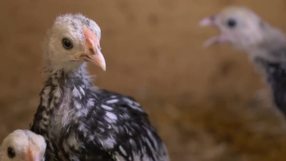 Young Chickens In Farm Barn. Close Up