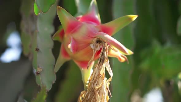 Closeup Cactus Flower on Green Leaves Outdoors