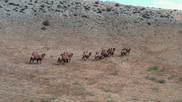 Bactrian Camel in the Gobi Desert Mongolia