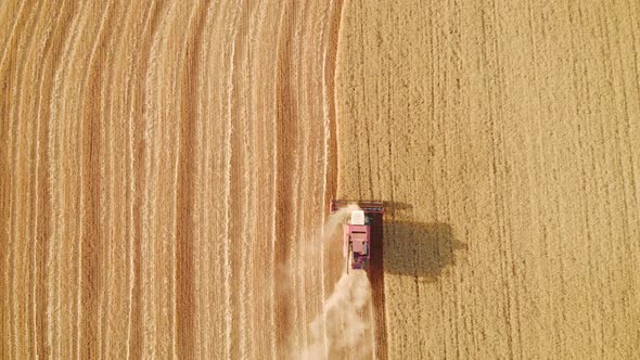 Aerial View Harvester Working in the Field. Combine Harvester Agricultural Machine Collecting Golden