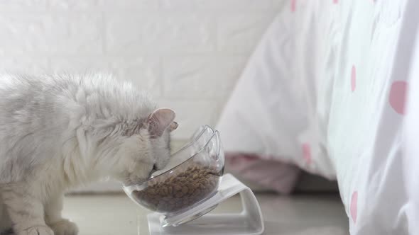 Cute Persian Cat Eating Food From Bowl On Floor