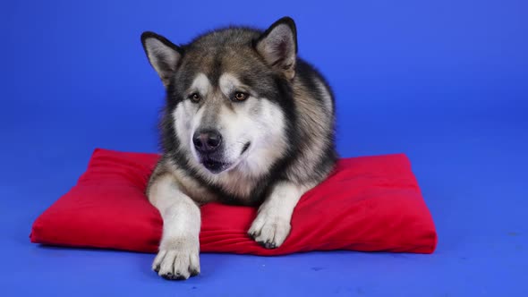 Front View of Alaskan Malamute Lying on a Red Pillow in the Studio Against a Blue Background