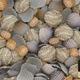 Sea Shell - VideoHive Item for Sale