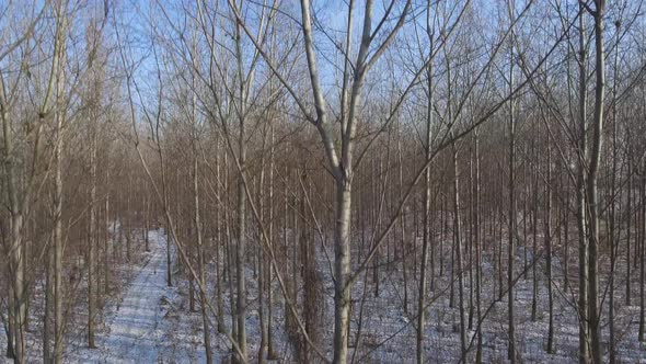 Trees In A Forest And Nature Landscape