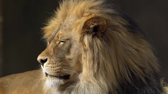 Adult male lion shaking his head as he is annoyed