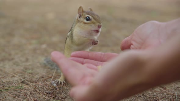 Chipmunk eats nuts out of person's hand, stops to look around, and runs away