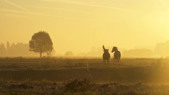 horses running and playing through the early morning mist, sunrise.