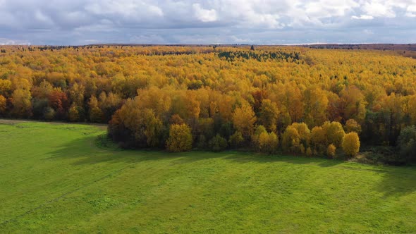 Autumn Forest and Green Meadow