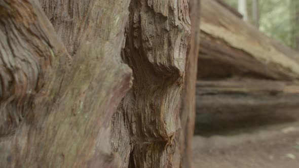 Redwood Sequoia Tree Trunk Close Up