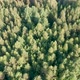 Drone Flight Over Fir Forest Treetop - VideoHive Item for Sale