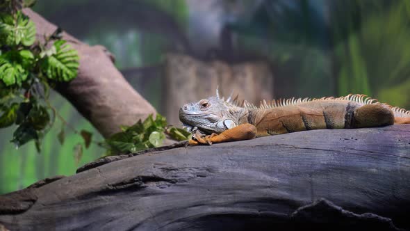 Cute Iguana Lying on Tree in Enclosure