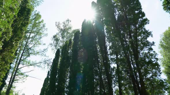 Long trees among the rays of the sun