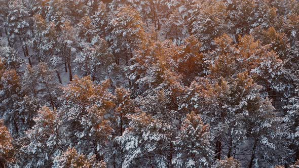 Winter pine forest Drone view of the pinery in Kansk Winter Forest Pineforest Kansk