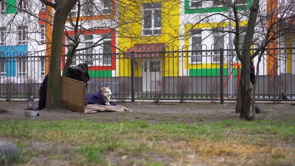 Homeless Dog Covered With a Blanket