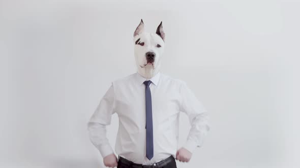 A Man's Body in Office Clothes with the Head of a Stafford Terrier Dog, Puts His Hands on His Hips