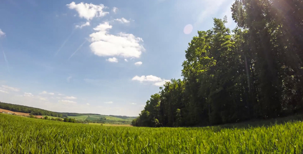 Trees, Clouds An Grass