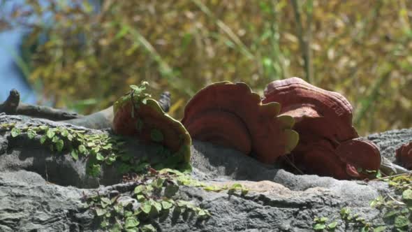 Close up of tree fungus on a large branch with tree behind it