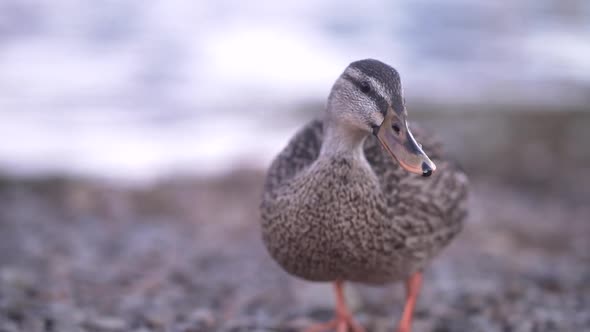 Duck walking on shore and preening